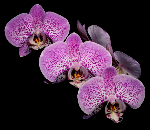 Phalaenopsis Orchid.  Macro.  f8, 1/2000s, INON Z-220 with -3 stop diffuser for flash fill.