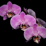 Phalaenopsis Orchid.  Macro.  f8, 1/2000s, INON Z-220 with -3 stop diffuser for flash fill.