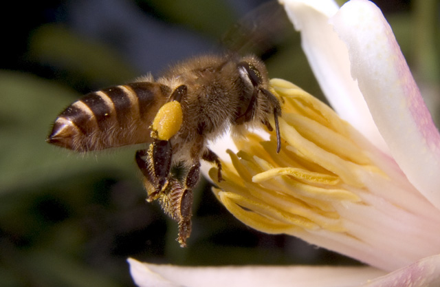 Bee approaching Lemon Tree Blosssom.  SMacro, f8, 1/2000s, Inon Z-220 strobe for flash fill, with -3 stop diffuser