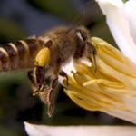 Bee approaching Lemon Tree Blosssom.  SMacro, f8, 1/2000s, Inon Z-220 strobe for flash fill, with -3 stop diffuser