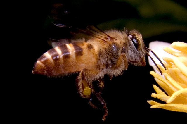 Bee approaching Lemon Tree Blosssom.  SMacro, f8, 1/2000s, Inon Z-220 strobe for flash fill, with -3 stop diffuser