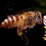 Bee approaching Lemon Tree Blosssom.  SMacro, f8, 1/2000s, Inon Z-220 strobe for flash fill, with -3 stop diffuser