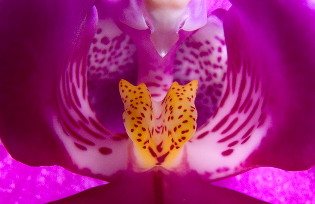 Orchid, SMacro, 1/2000s, f8.0, INON Z-220 as fill flash. Cropped.