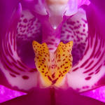 Orchid, SMacro, 1/2000s, f8.0, INON Z-220 as fill flash. Cropped.