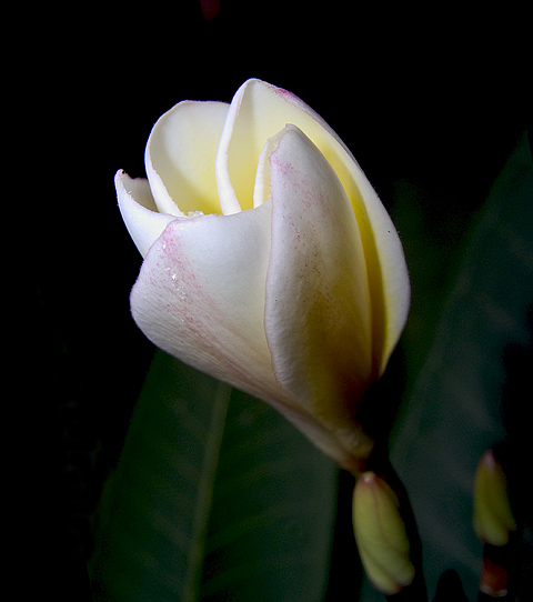 White Magnolia blossom, f8.0, 1/2000s, SMacro. Cropped.