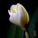 White Magnolia blossom, f8.0, 1/2000s, SMacro. Cropped.