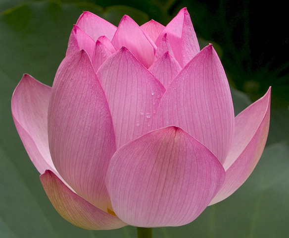 lotus