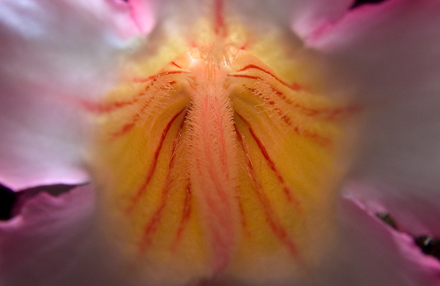 Flower backlit with Inon Z-220 strobe.