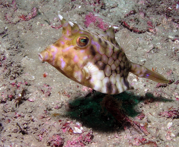 Cowfish, Racha Yai, Phuket, Thailand