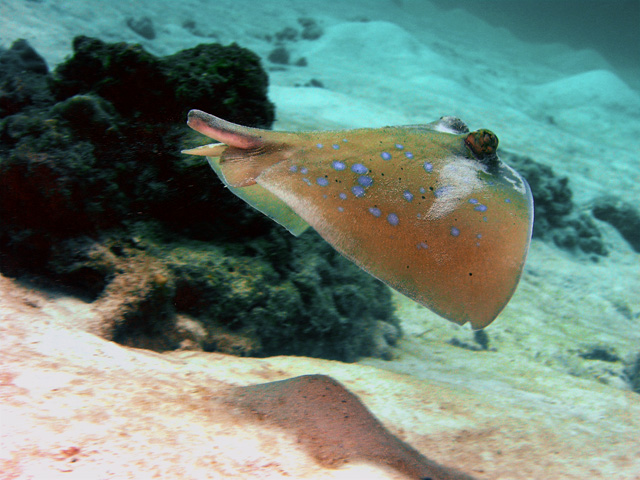 Blue-spotted Ray.  Unfortunately, it's tail has been severed!  I'm told once the tail is cut, the Ray will not grow any larger.