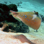 Blue-spotted Ray.  Unfortunately, it's tail has been severed!  I'm told once the tail is cut, the Ray will not grow any larger.