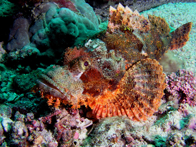 Scorpionfish, in all it's splendor !