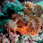 Scorpionfish, in all it's splendor !