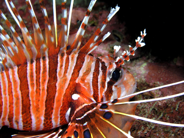 Lionfish