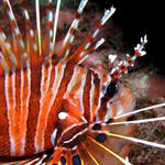 Lionfish