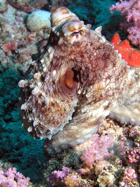 Octopus: You can't see me !  I look just like a sponge or piece of coral, don't I ?