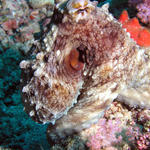 Octopus: You can't see me !  I look just like a sponge or piece of coral, don't I ?