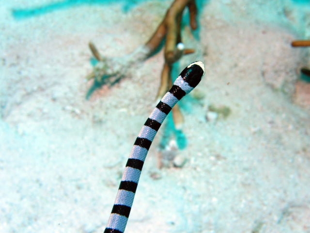 Banded Sea Snake.  I couldn't risk a "head on" shot !