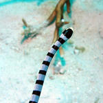 Banded Sea Snake.  I couldn't risk a "head on" shot !