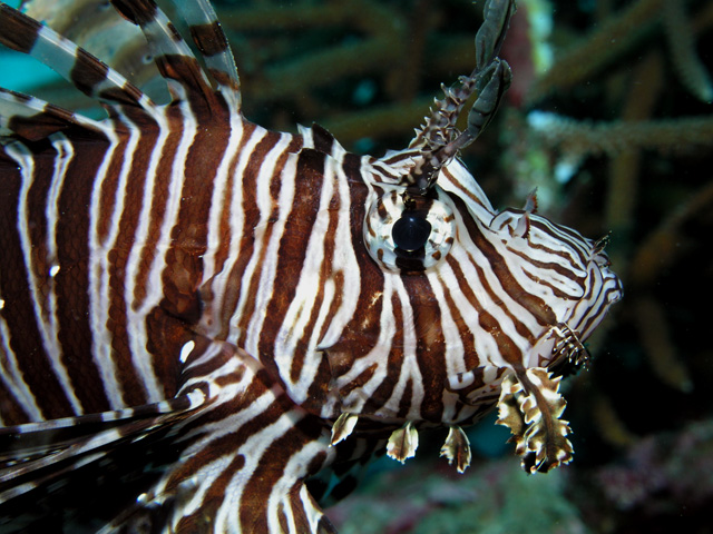 Lionfish (Pterois volitans)