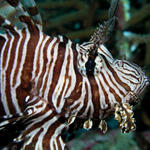 Lionfish (Pterois volitans)