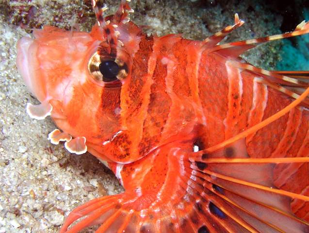 Another Lionfish