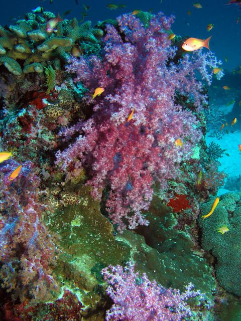 Reefscape-Similan Islands