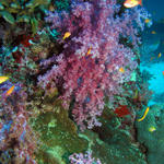 Reefscape-Similan Islands