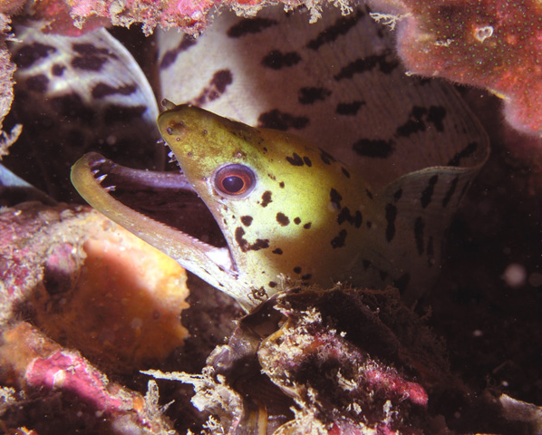 Fimbriated Moray Eel