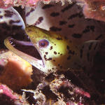 Fimbriated Moray Eel