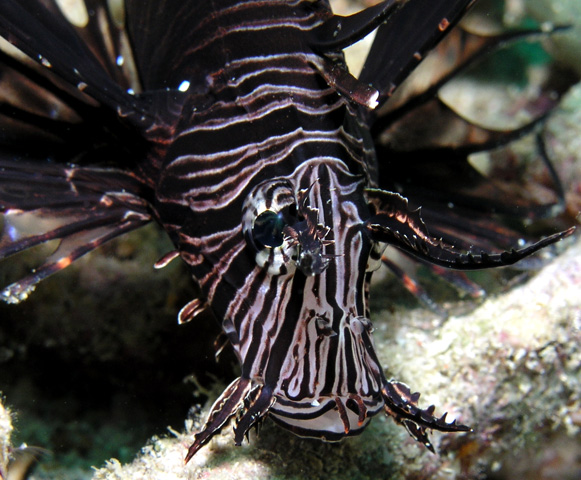 Juv. Lionfish