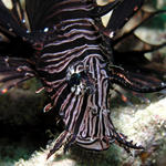 Juv. Lionfish