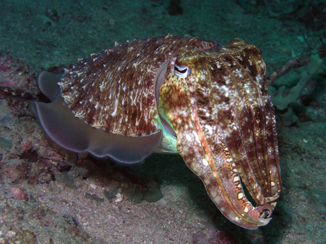 Cuttle fish