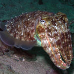 Cuttle fish