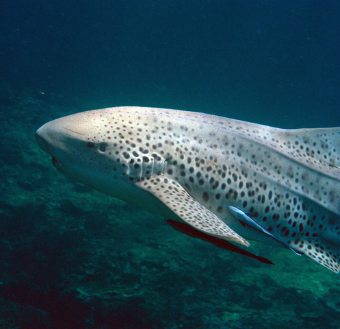 Leopard Shark, Kho Phi Phi