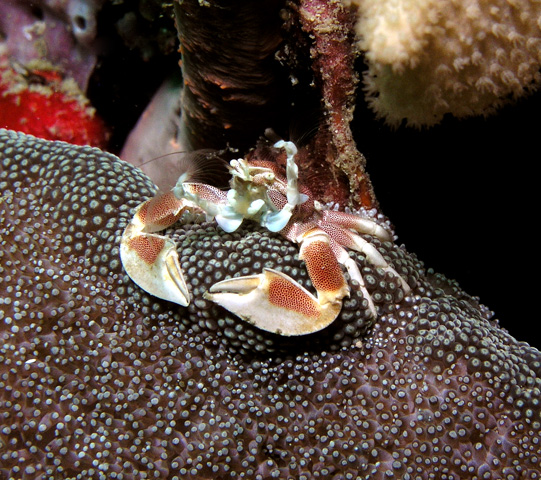 Porcelain Crab