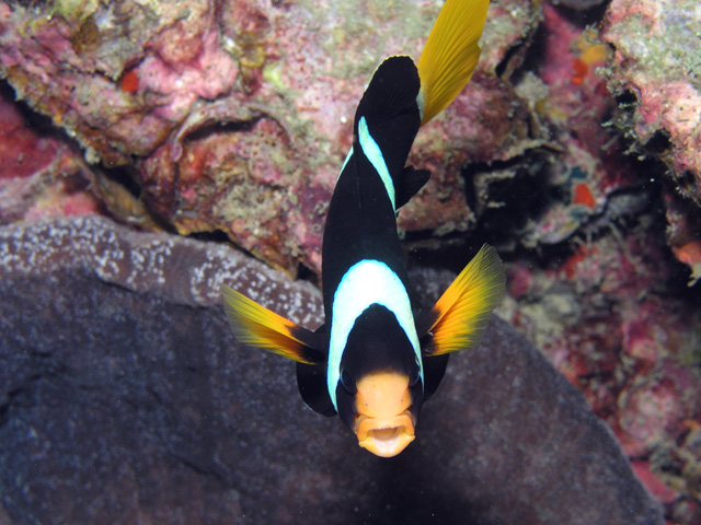 Clark's Anemonefish