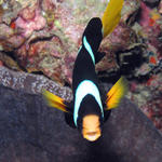 Clark's Anemonefish