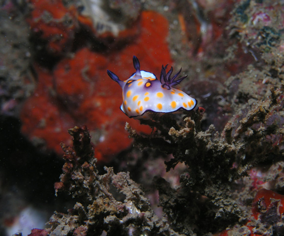 Nudibranch