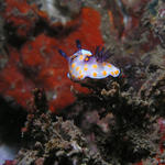 Nudibranch