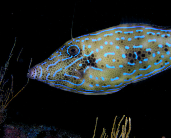 Scribbled Filefish