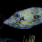 Scribbled Filefish