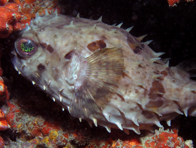 Porcupinefish-King Cruiser Wreck