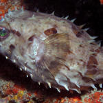 Porcupinefish-King Cruiser Wreck