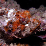 Scorpionfish-King Cruiser Wreck