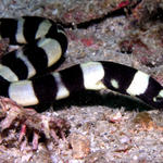 Snake eel.  Perfectly harmless.