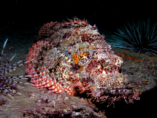 Scorpionfish- King Cruiser Wreck