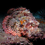 Scorpionfish- King Cruiser Wreck