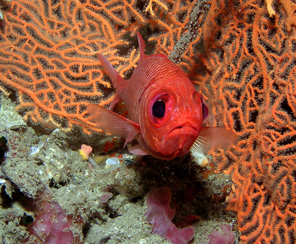 Red Soldierfish