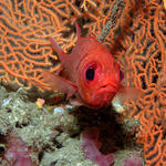 Red Soldierfish